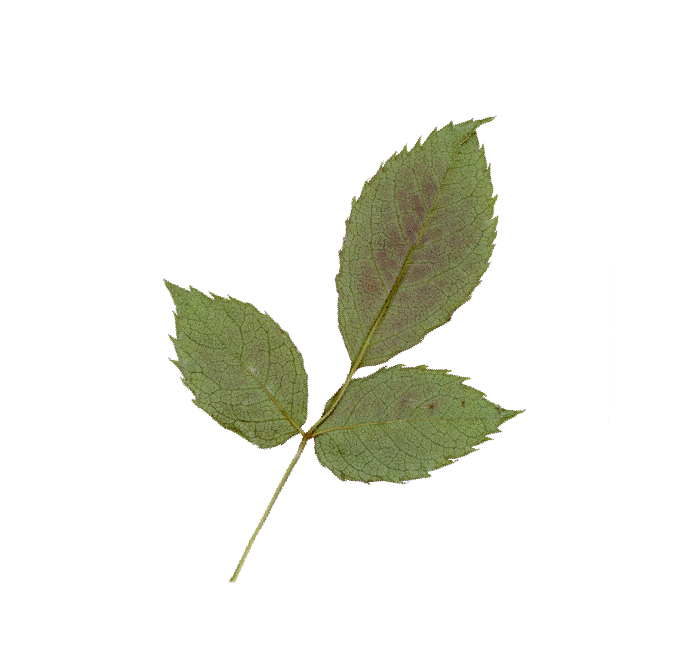 Hoja